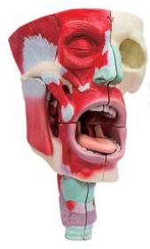 鼻、口、咽喉腔分解模型